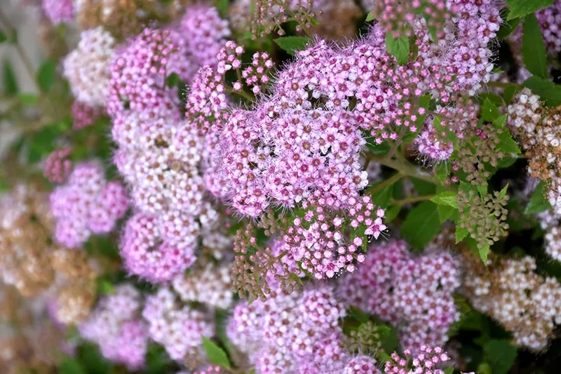 Little Princess Spirea