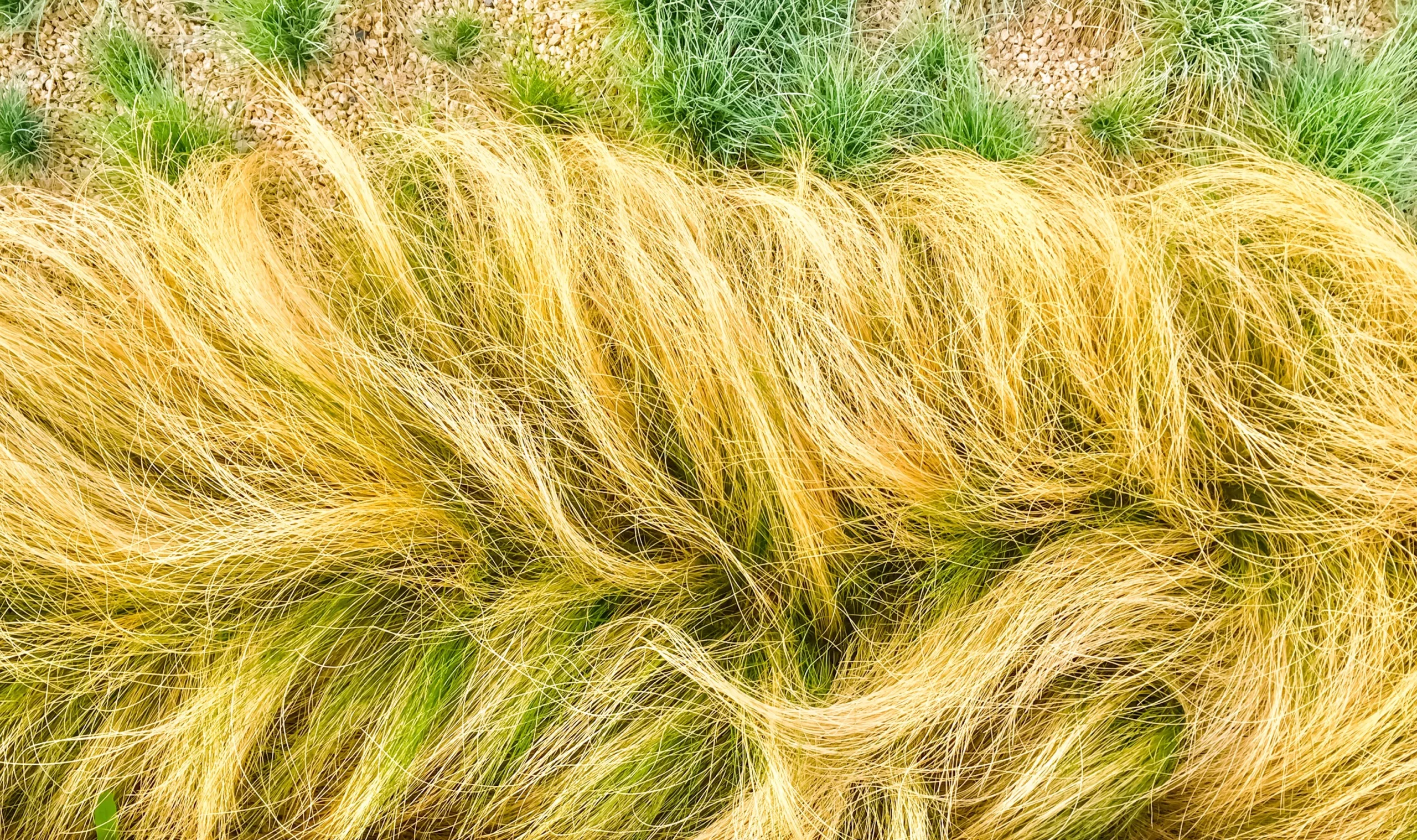 decorative_grasses_mexican_feather_grass_ponytails_nassella_tenuissima_ponytails_plant_by_number
