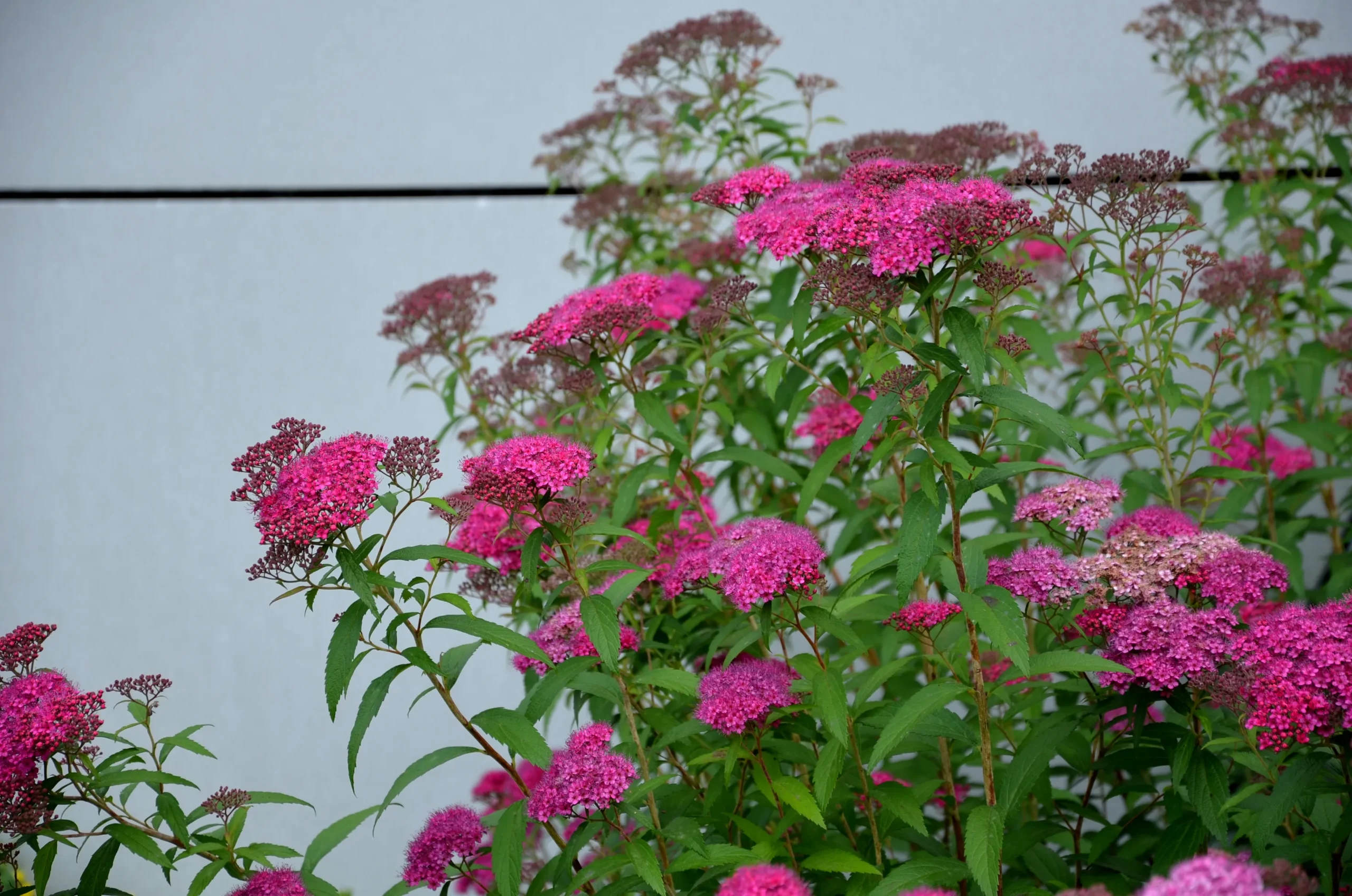 pink_shrubs_neon_flash_spiraea_spiraea_japonica_neon_flash_plant_by_number