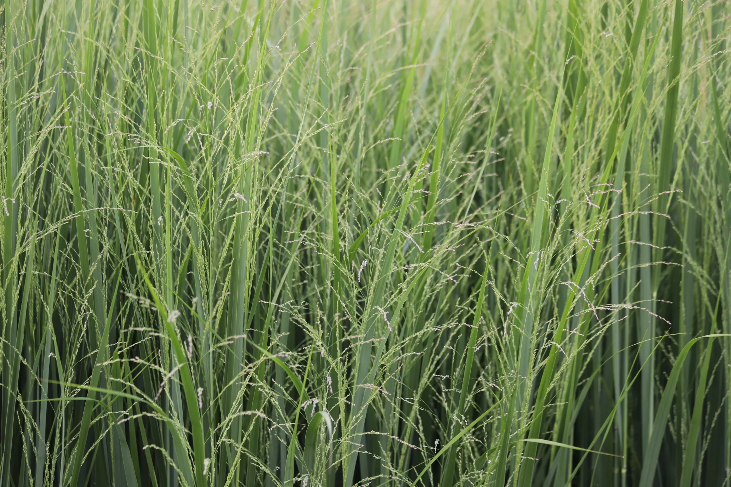 Northwind Switchgrass