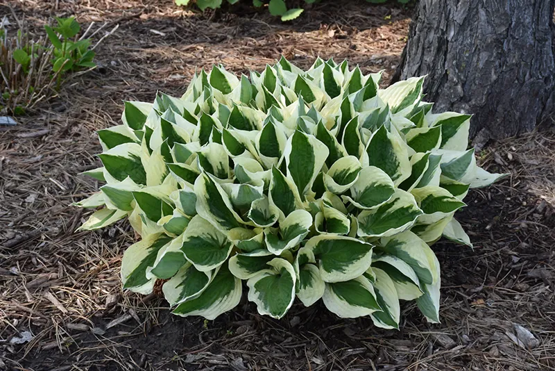 purple_flowers_patriot_hosta_hosta_patriot_plant_by_number
