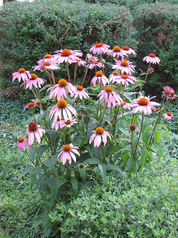 purple_flowers_purple_coneflower_echinacea_purpurea_plant_by_number
