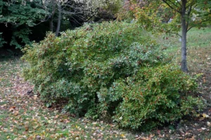 red_shrubs_red_sprite_holly_ilex_verticillata_red_sprite