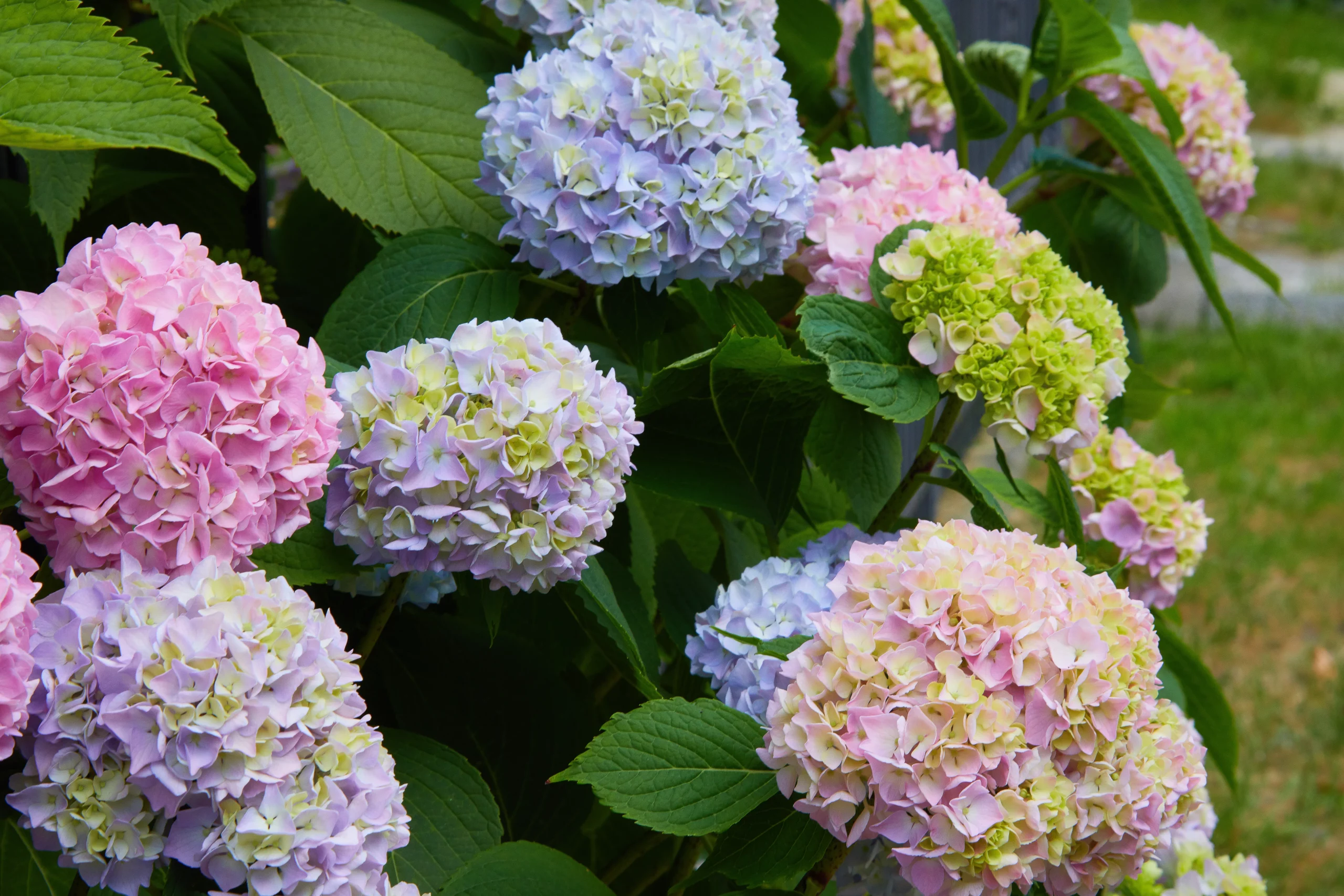 blue_hydrangeas_seaside_serenade_bar_harbor_hydrangea_hydrangea_arborescens_seaside_serenade_bar_harbor_plant_by_number