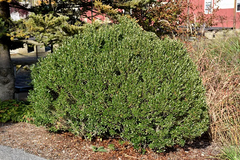 purple_shrubs_shamrock_inkberry_holy_ilex_glabra_shamrock_plant_by_number