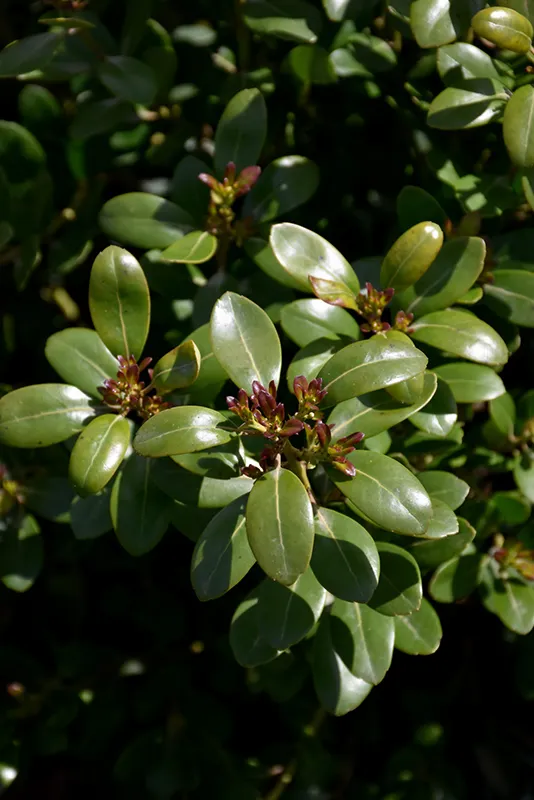 purple_shrubs_shamrock_inkberry_holy_ilex_glabra_shamrock_plant_by_number