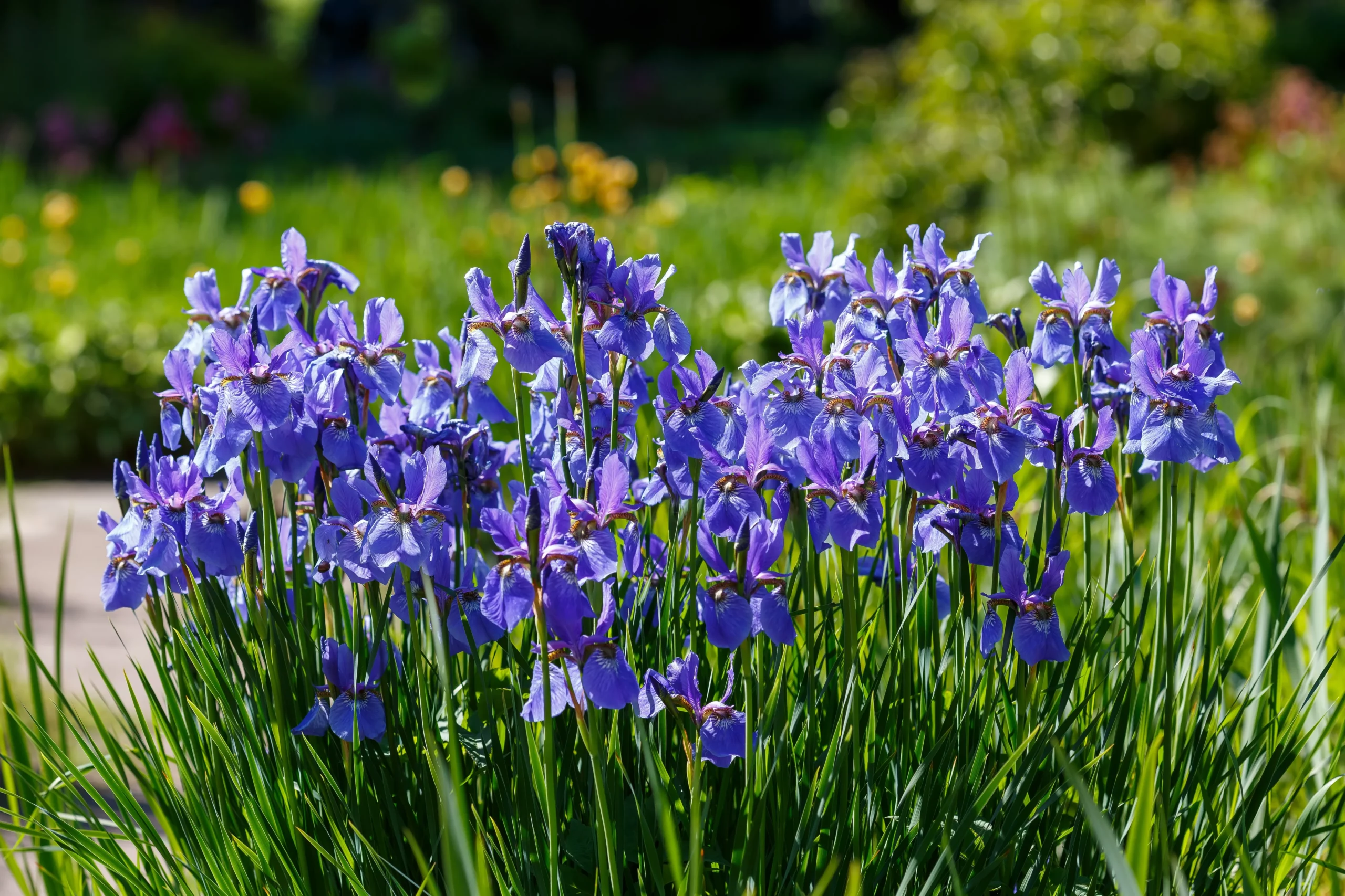 blue_flowers_siberian_iris_iris_sibirica_plant_by_number