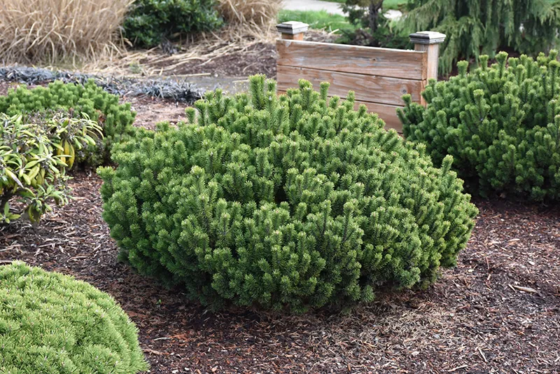 evergreen_trees_slowmound_mugo_pine_pinus_mugo_slowmound_plant_by_number