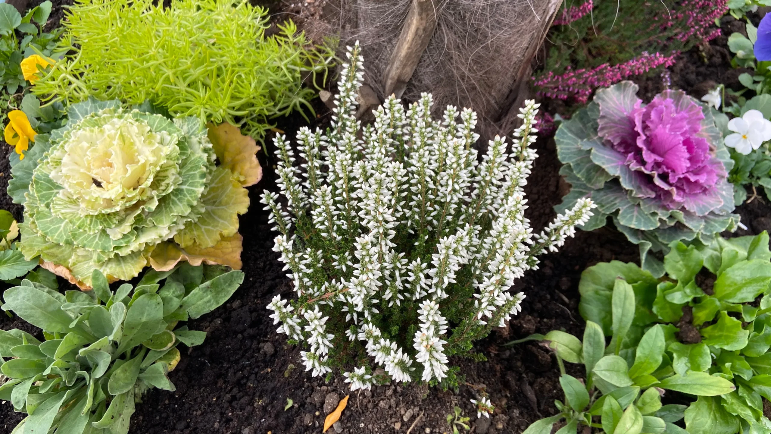 white_flowers_snow_hill_salvia_snow_hill_meadow_sage_salvia_nemorosa_snow_hill_plant_by_number