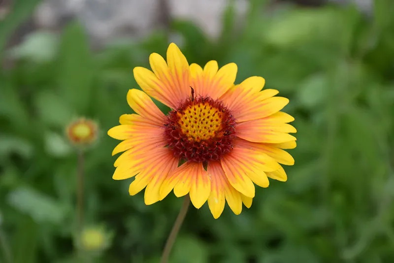 Blanket Flower