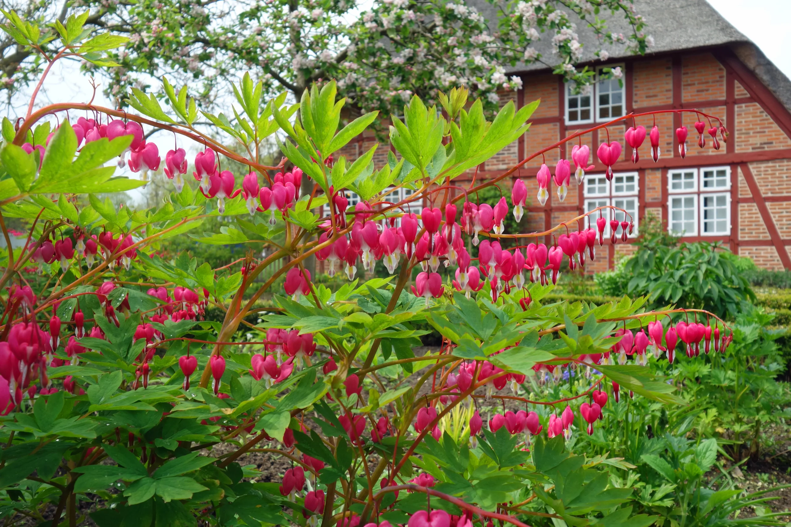 pink_flowers_bleeding_heart_lamprocapnos_spectabilis_bleeding_heart_plant_by_number