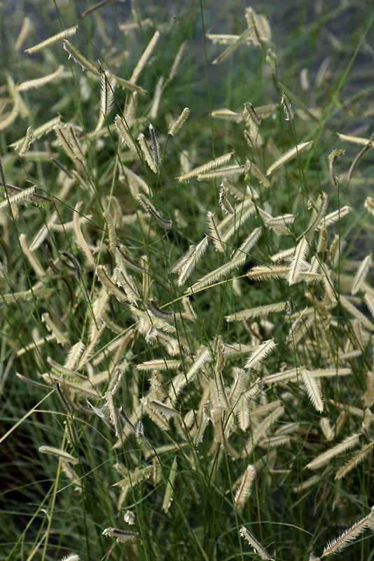 Blue Grama Grass