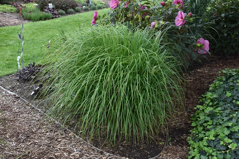 fountain_grass_desert_plains_fountain_grass_pennisetum_alopecuroides_desert_plains_plant_by_number