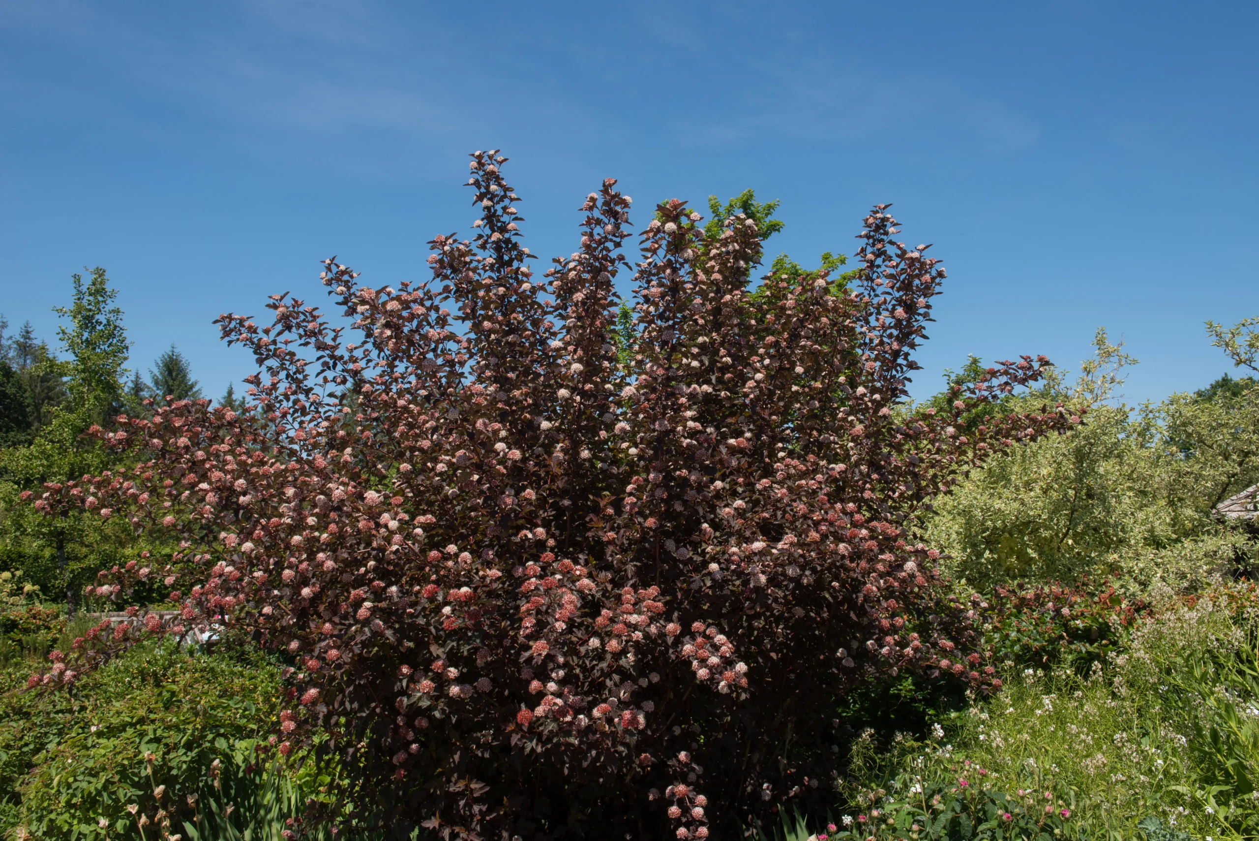 white_shrubs_diabolo_ninebark_physocarpus_opulifolius_monlo_plant_by_number