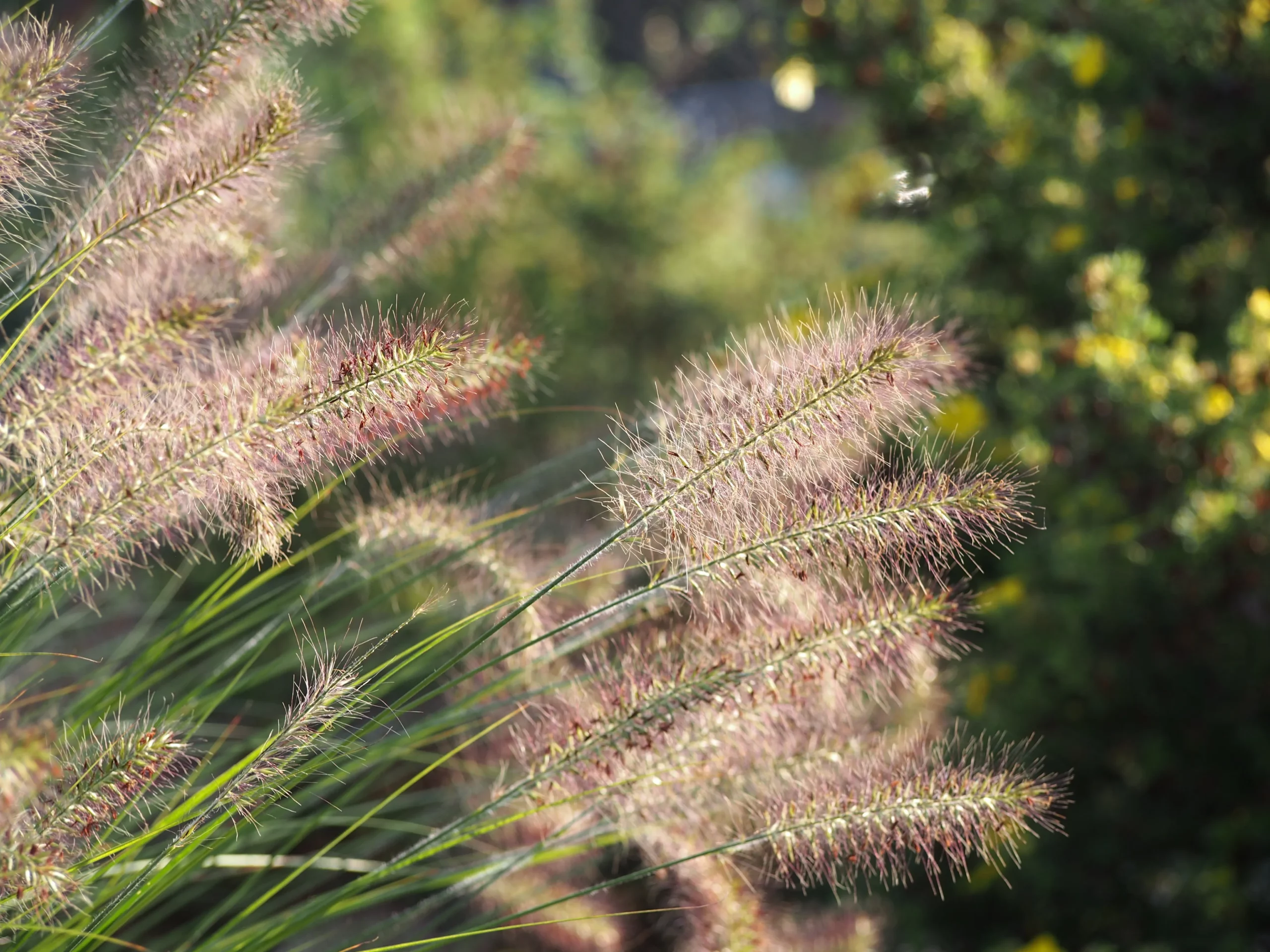 Fountain Grass