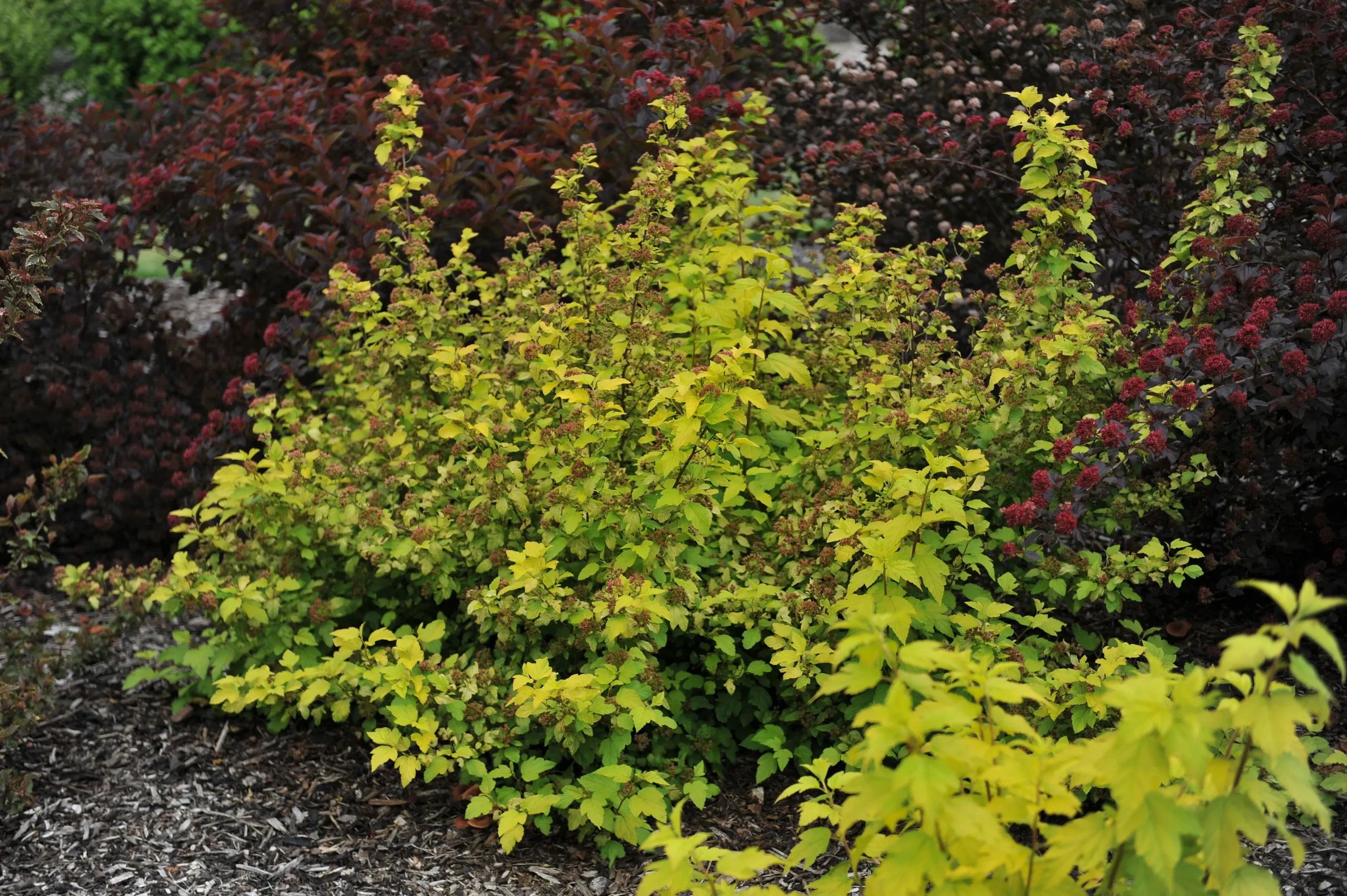 white_shrubs_gold_dart_ninebark_physocarpus_opulifolius_gold_dart_plant_by_number