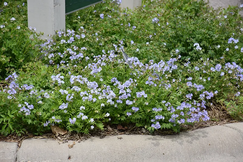 blue_flowers_jacobs_ladder_polemonium_reptans_plant_by_number