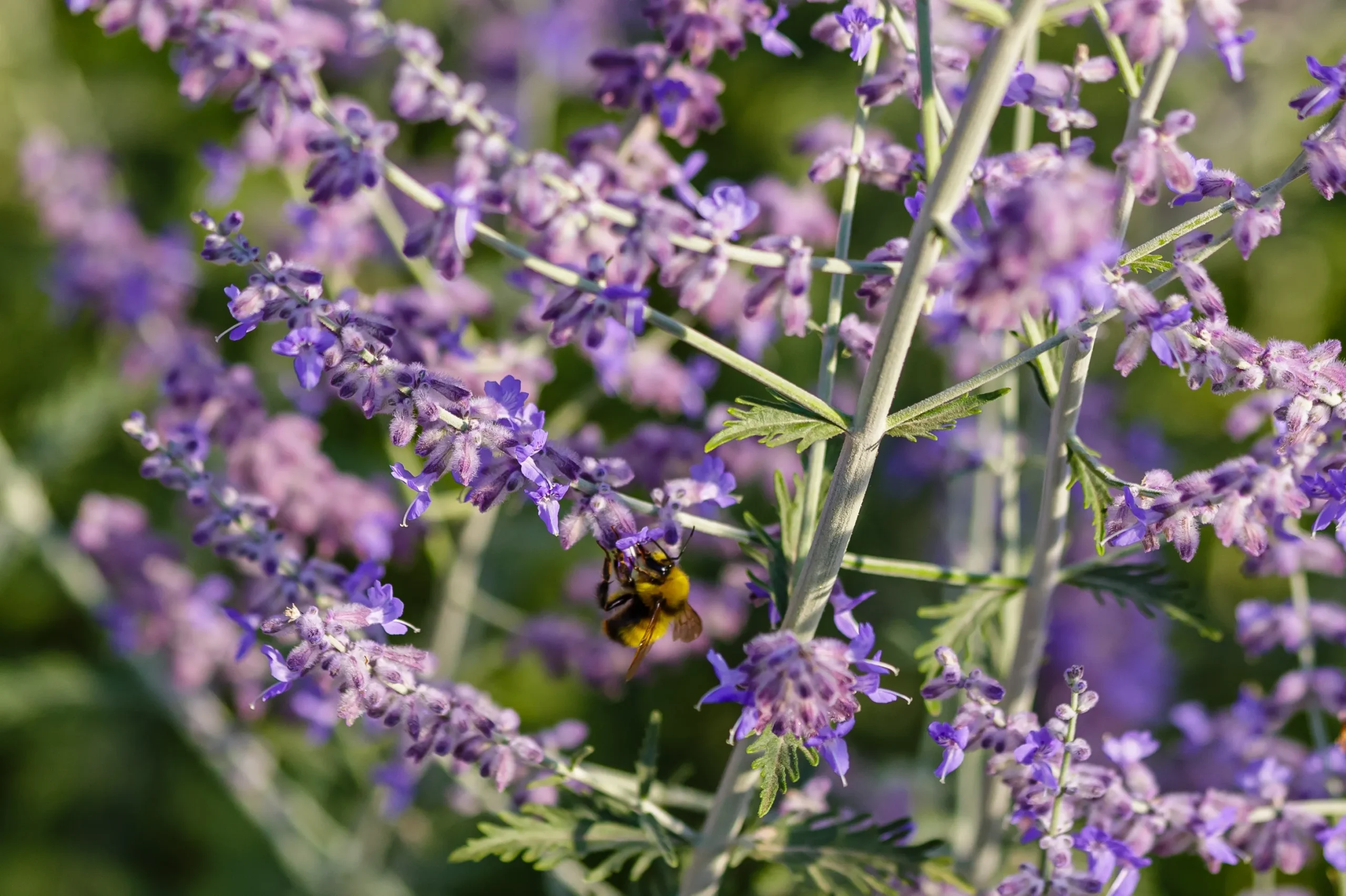 Little Spire Russian Sage
