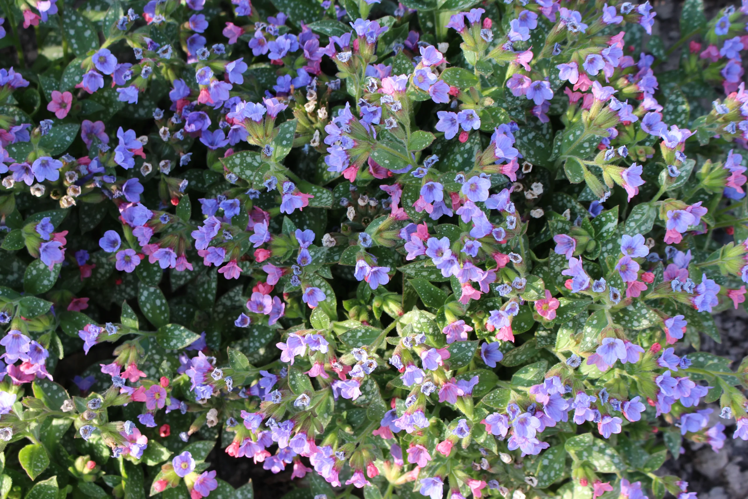 pink_flowers_lungwort_pulmonaria_plant_by_number