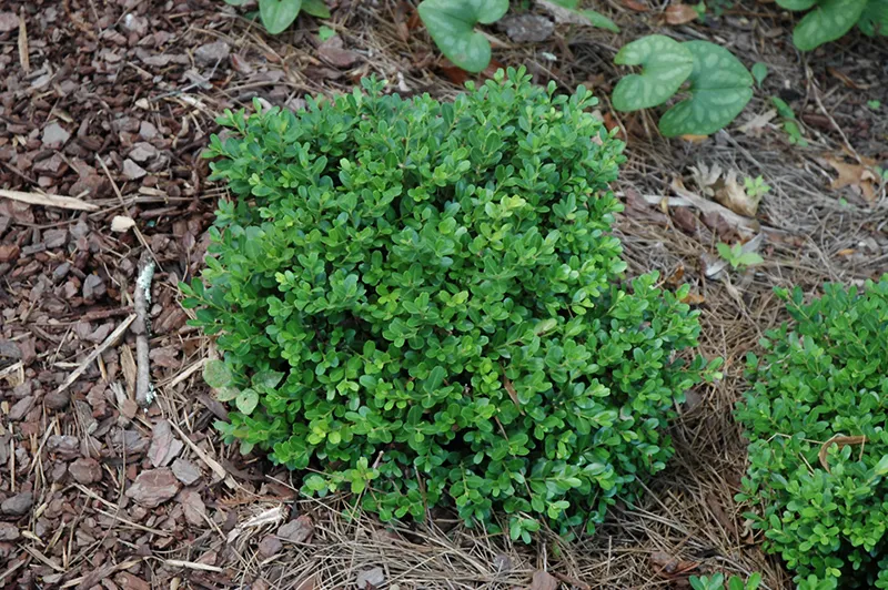 morris_dwarf_boxwood_buxus_microphylla_morris_dwarf_plant_by_number