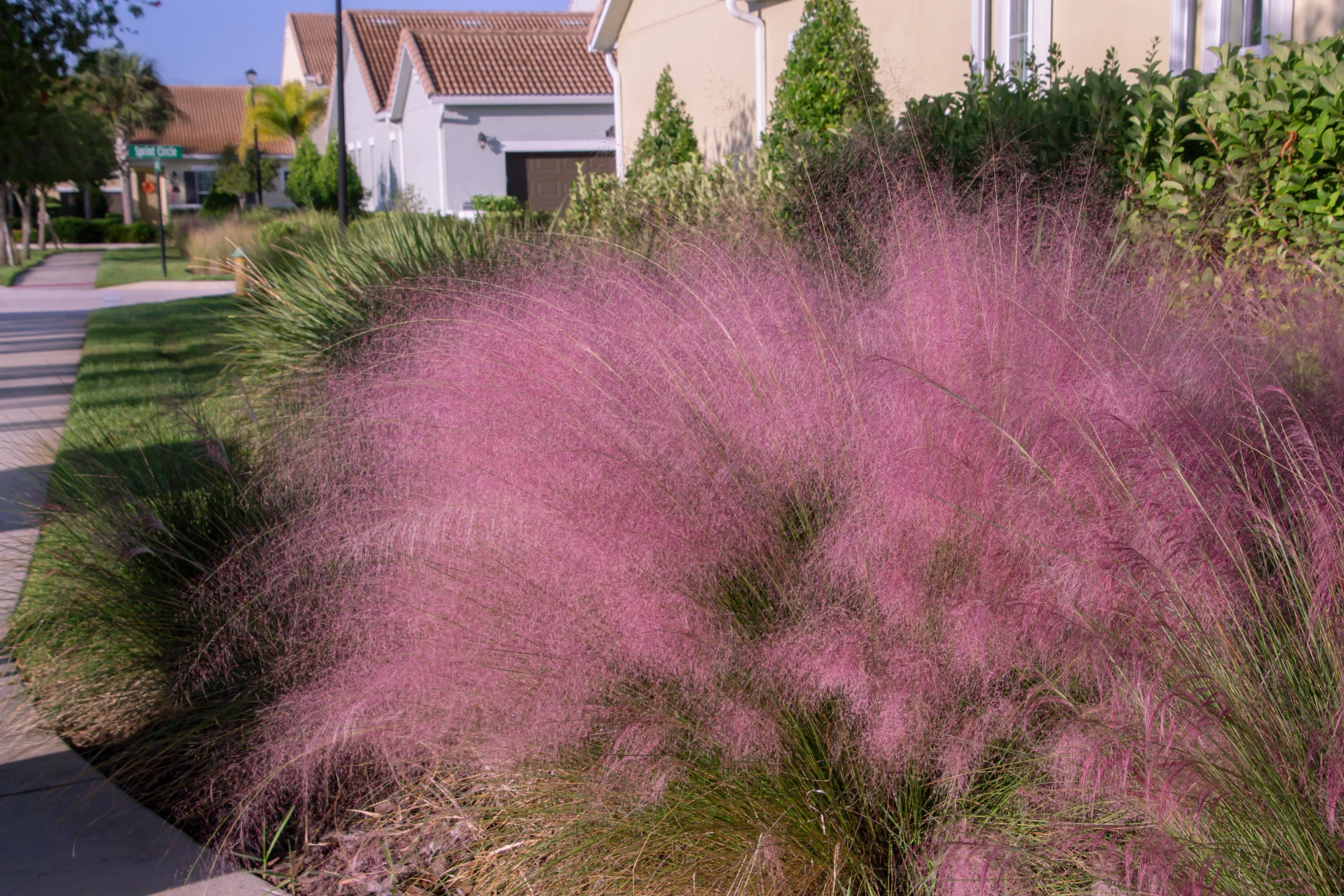 decorative_grasses_regal_mist_pink_muhly_grass_muhlenbergia_capillaris_regal_mist_plant_by_number