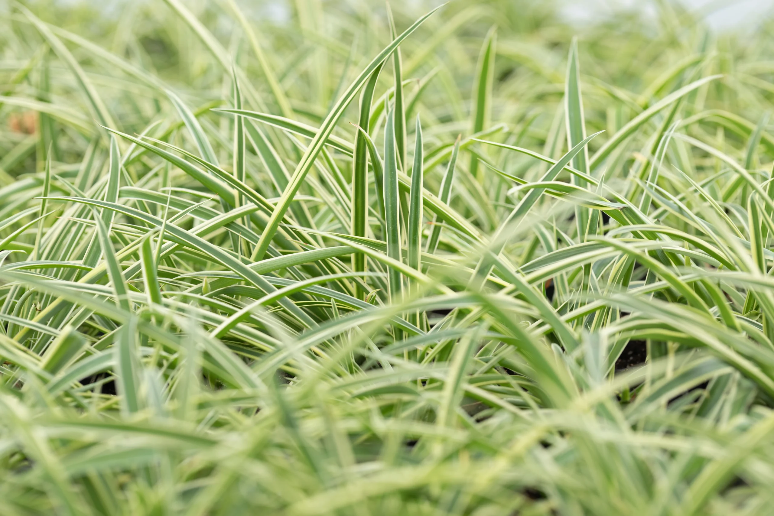 Ribbon Grass