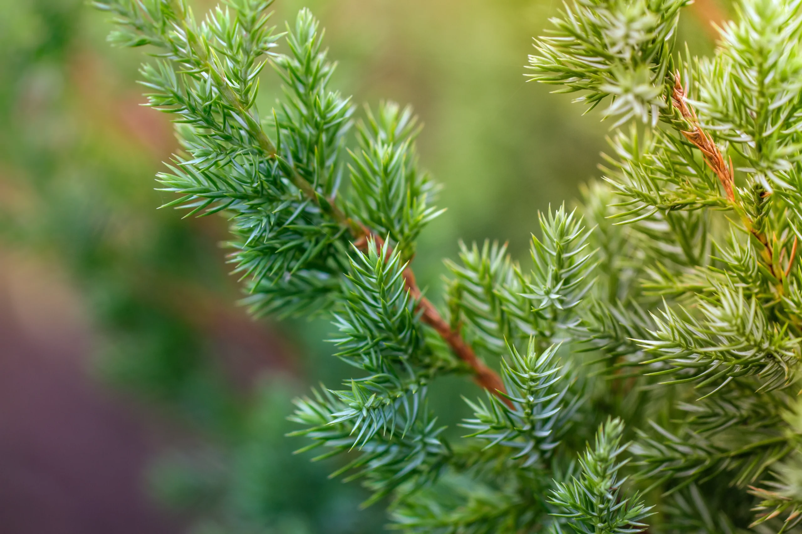 Juniper Shrub Closeup