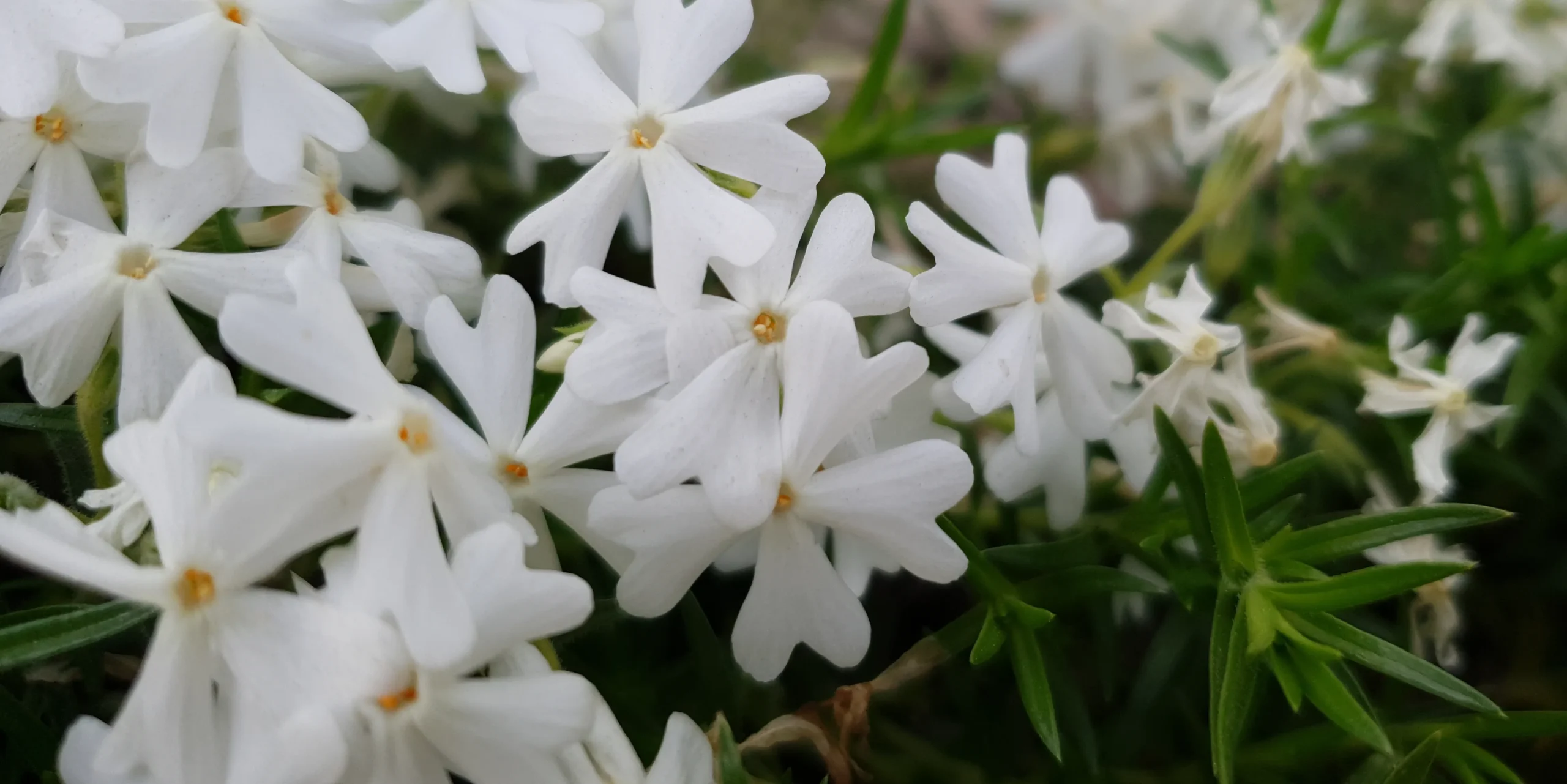 white_flowers_snowflakes_moss_phlox_snowflake_creeping_phlox_phlox_subulata_phlox_subulata_snowflakes_plant_by_number
