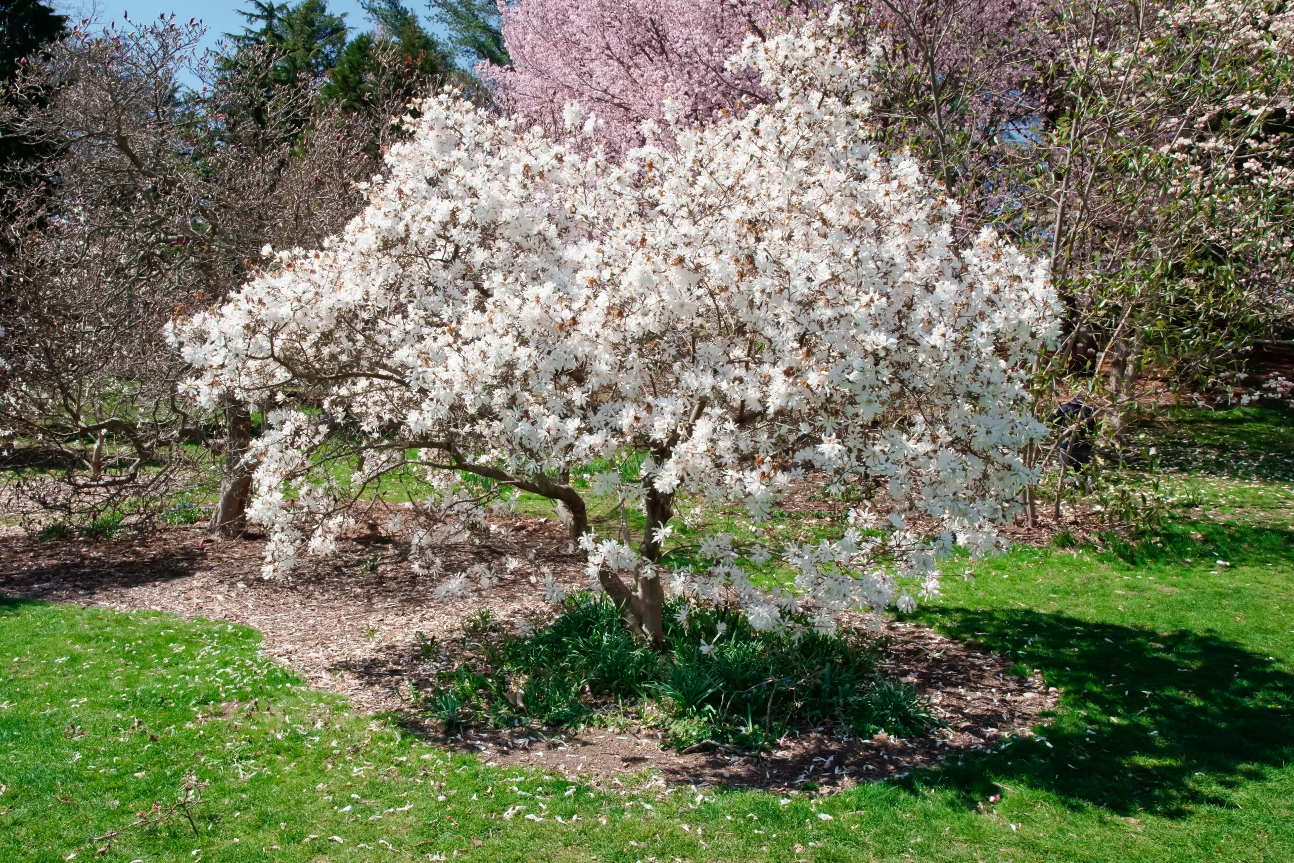 white_trees_star_magnolia_magnolia_stellata_plant_by_number