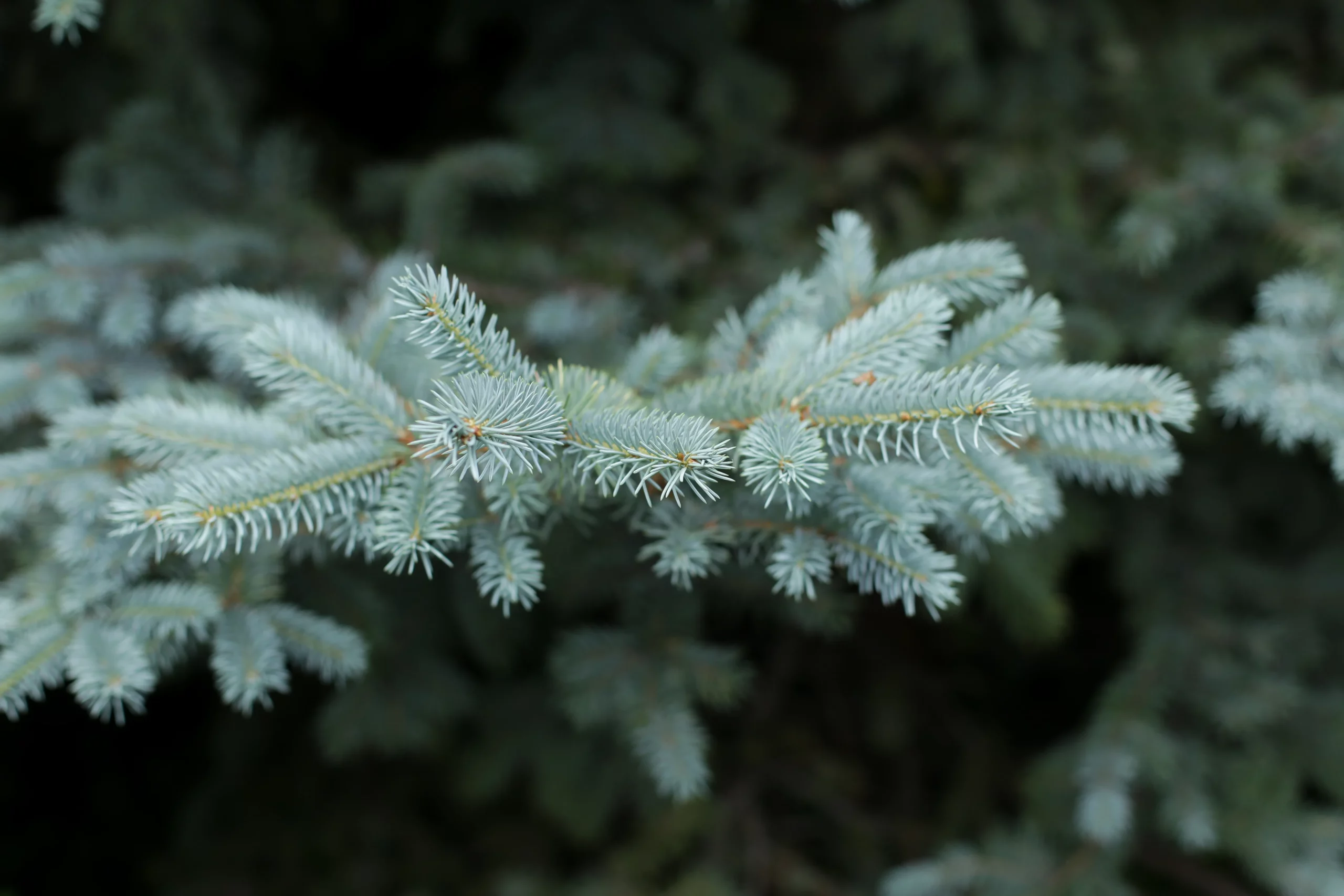 White Fir
