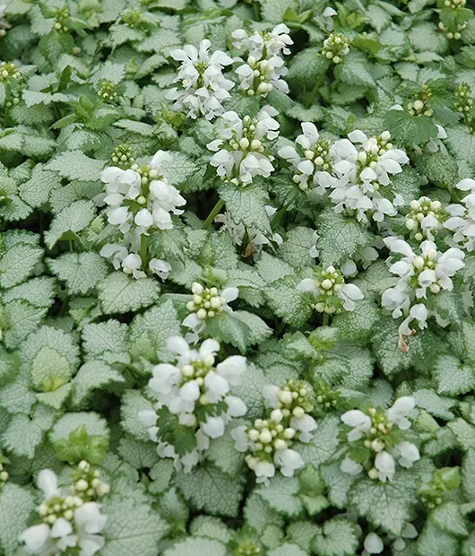 white_flowers_white_nancy_lamium_lamium_maculatum_white_nancy_plant_by_number