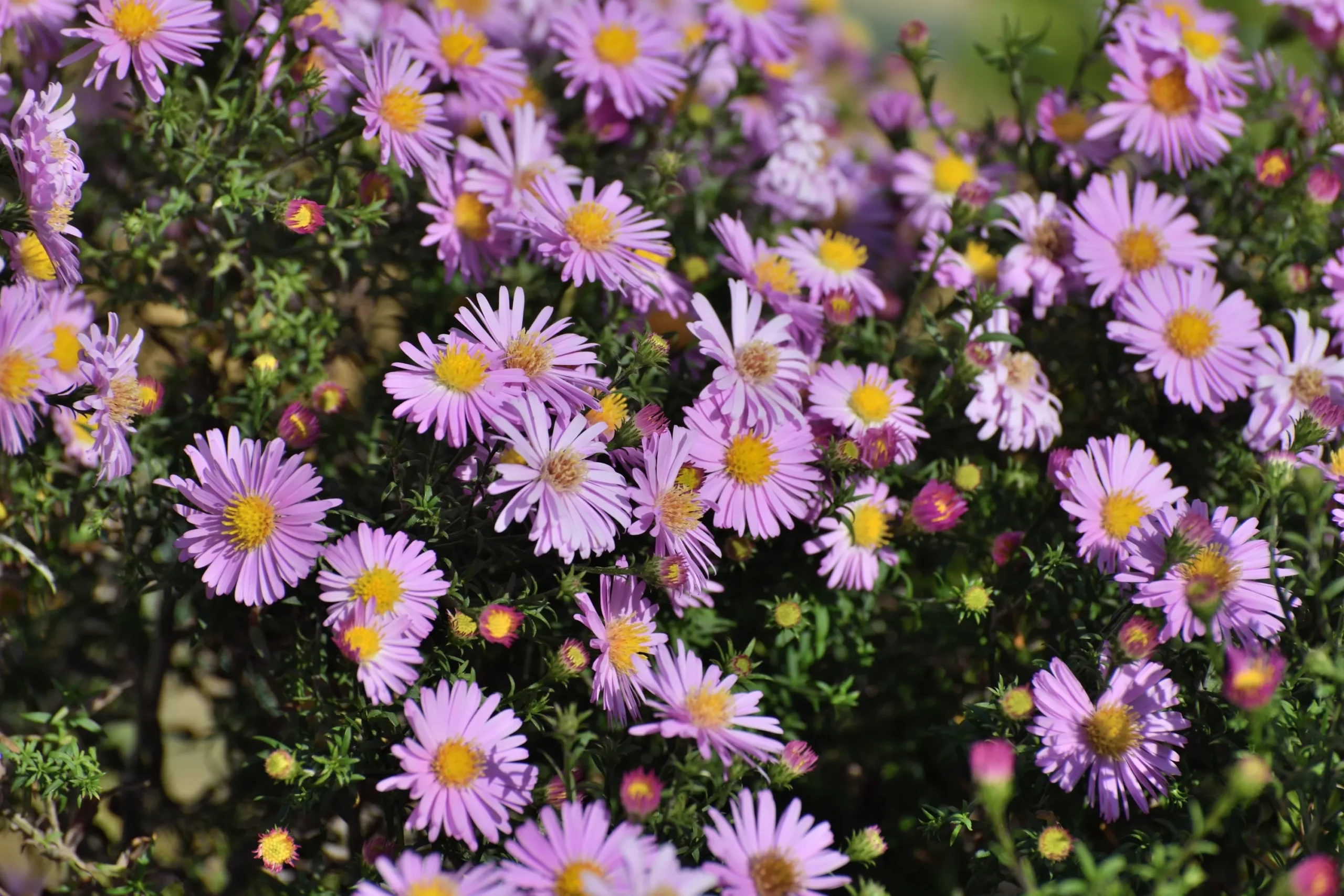 pink_flowers_woods_pink_aster_aster_woods_pink_plant_by_number