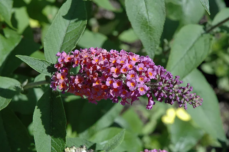 BiColor Butterfly Bush