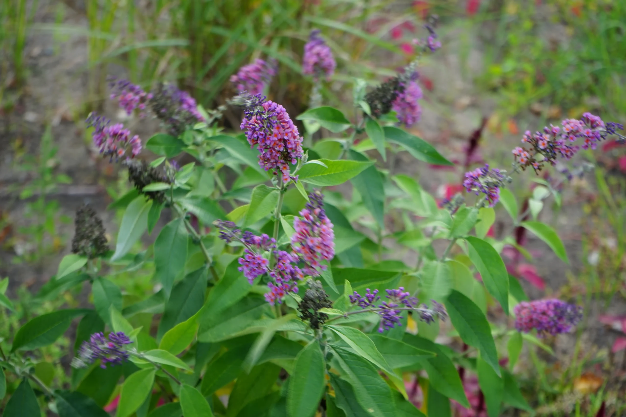 purple_flowers_bicolor_butterfly_bush_buddleia_weyeriana_ Bicolor_plant_by_number