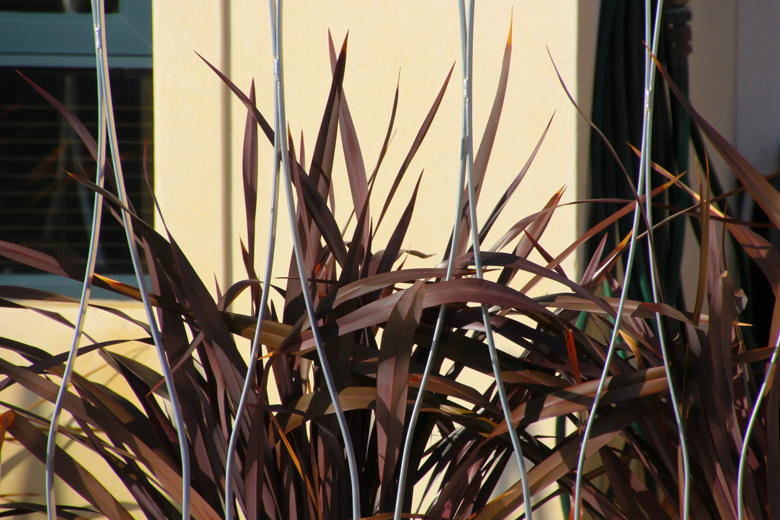 Black Adder Phormium
