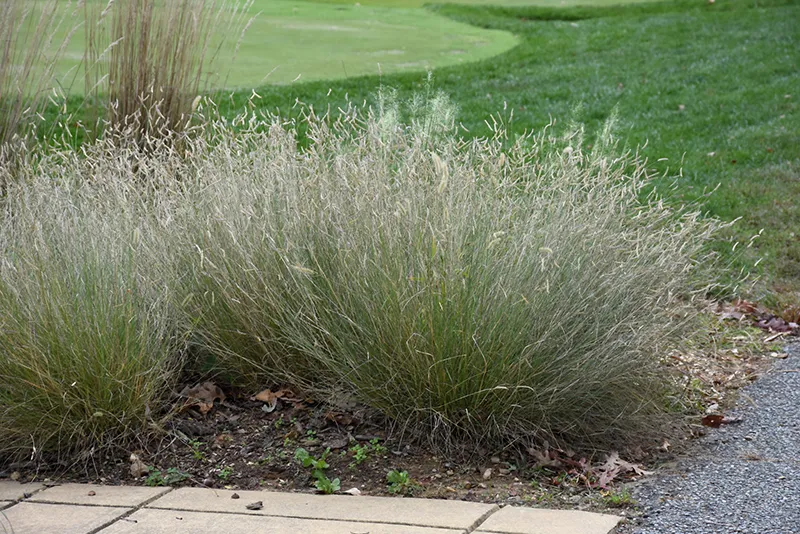 decorative_grasses_blonde_ambition_blue_grama_grass_bouteloua_gracilis_blonde_ambition_plant_by_number
