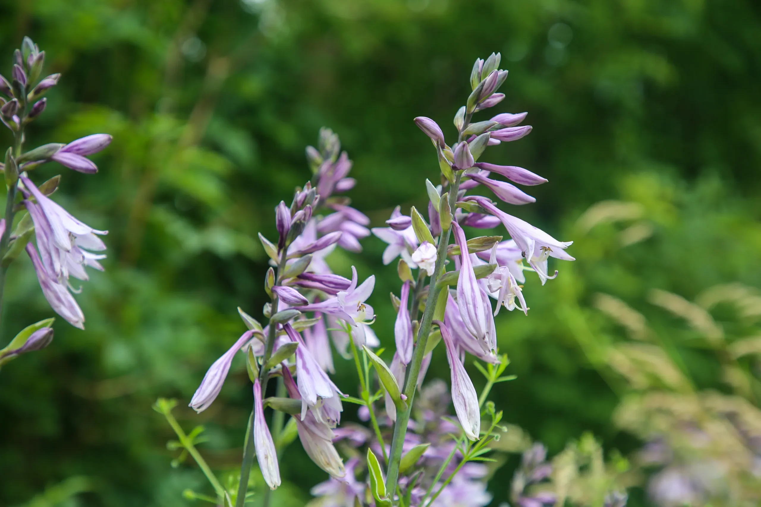 Blue Cadet Hosta