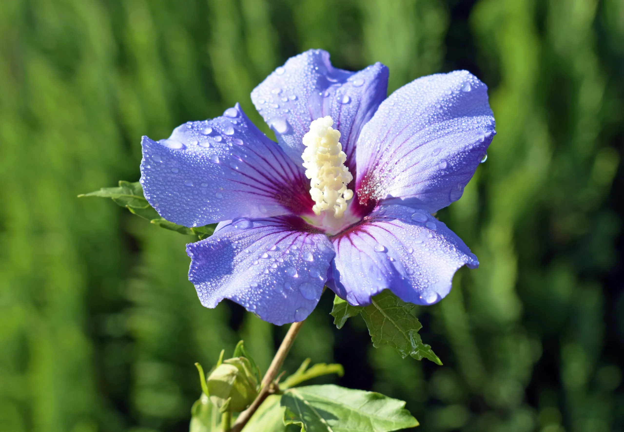 Blue Chiffon Rose of Sharon