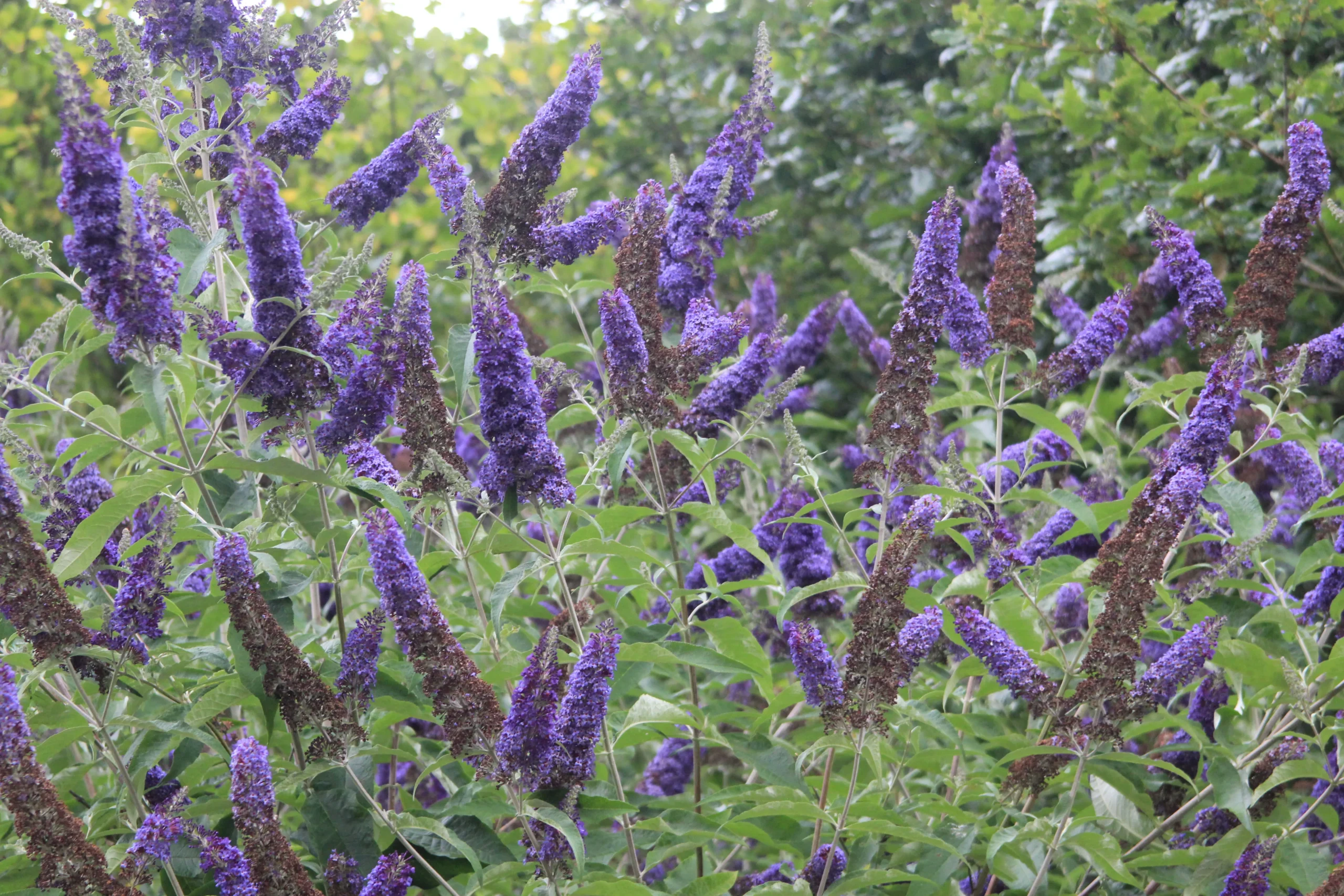 purple_shrubs_buzz_midnight_butterfly_bush_buddleja_davidii_tobudmidni_plant_by_number