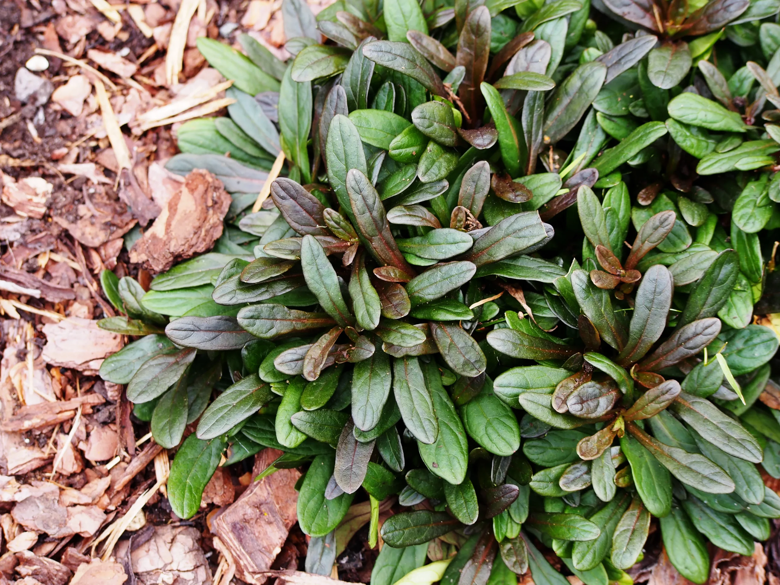 blue_flowers_chocolate_chip_ajuga_plant_by_number