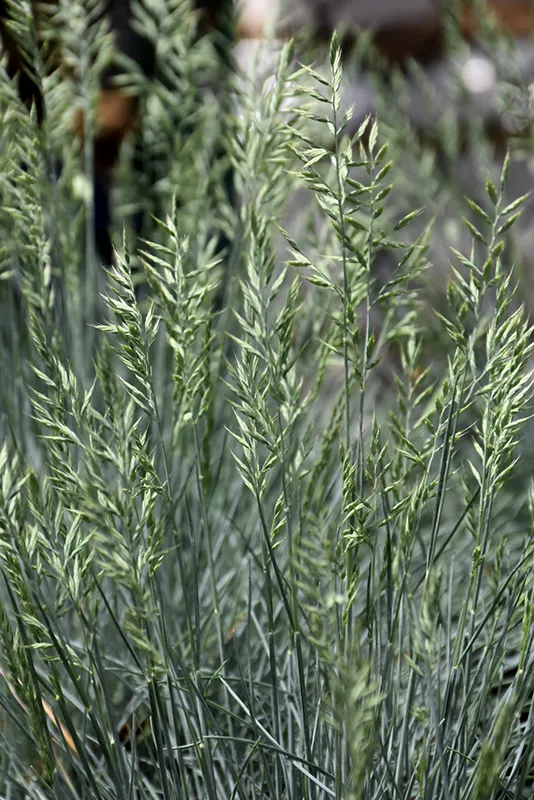 Cool as Ice Blue Fescue Grass