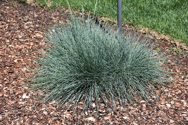 decorative_grasses_cool_as_ice_fescue_grass_festuca_cool_as_ice_plant_by_number