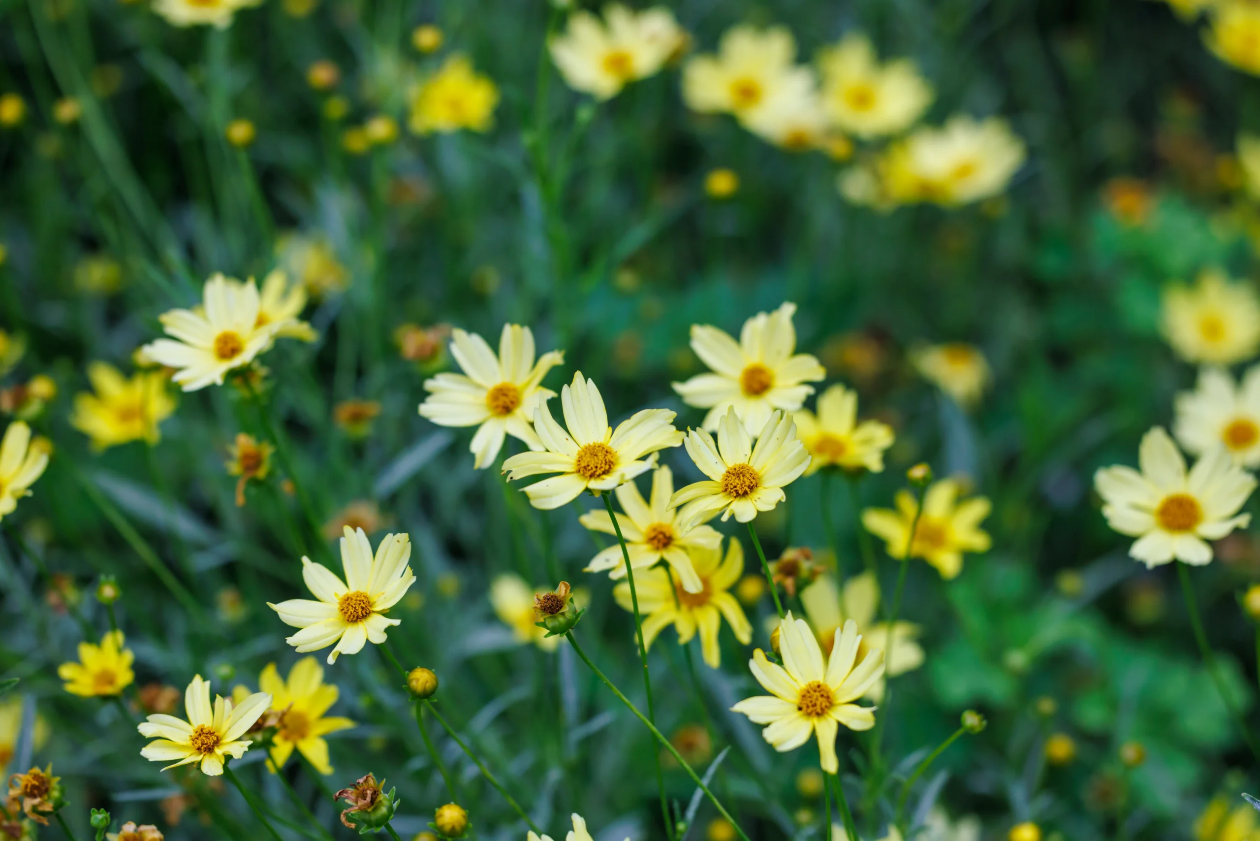 Coreopsis ‘Crème Brûlée’