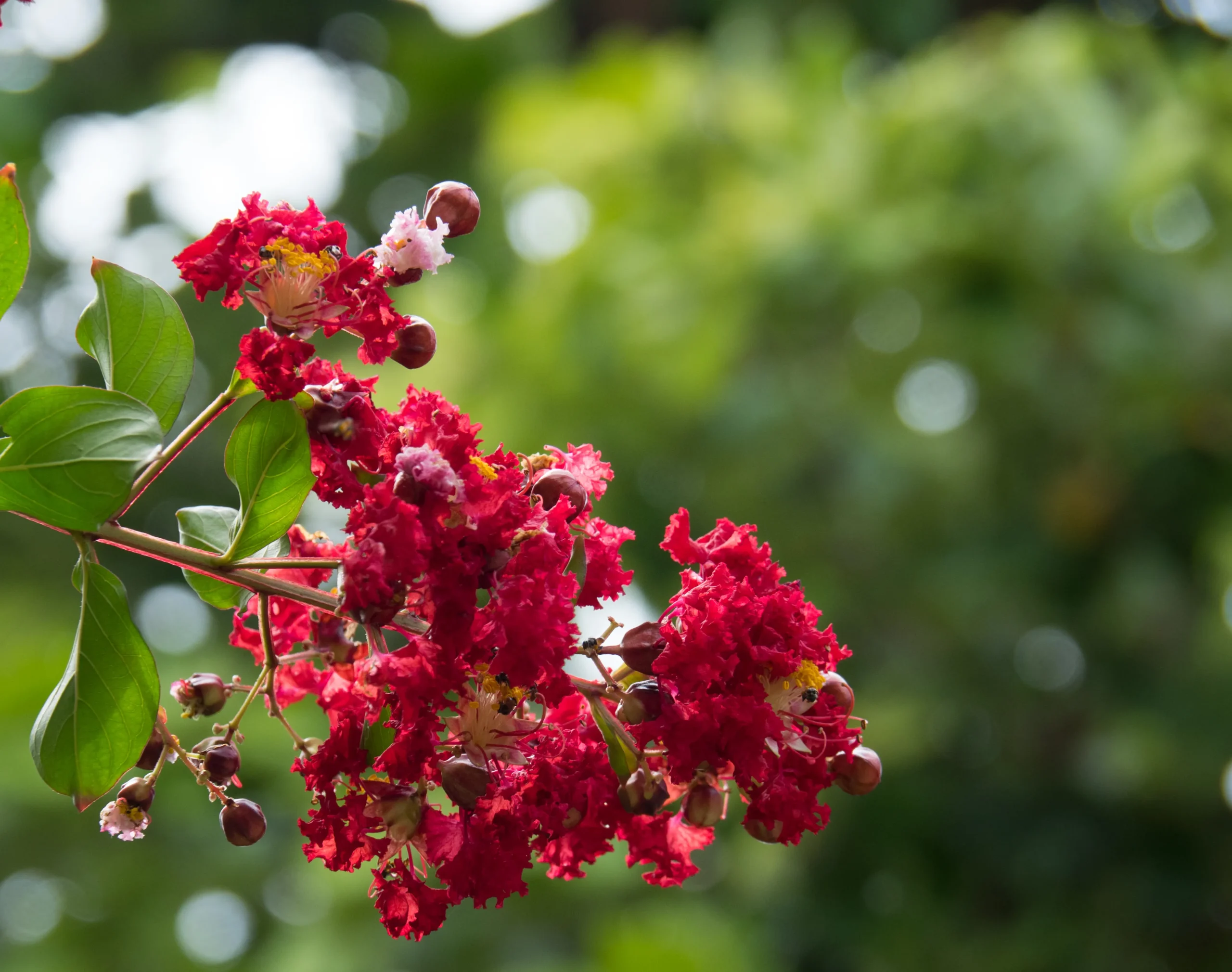 Dynamite Crape Myrtle