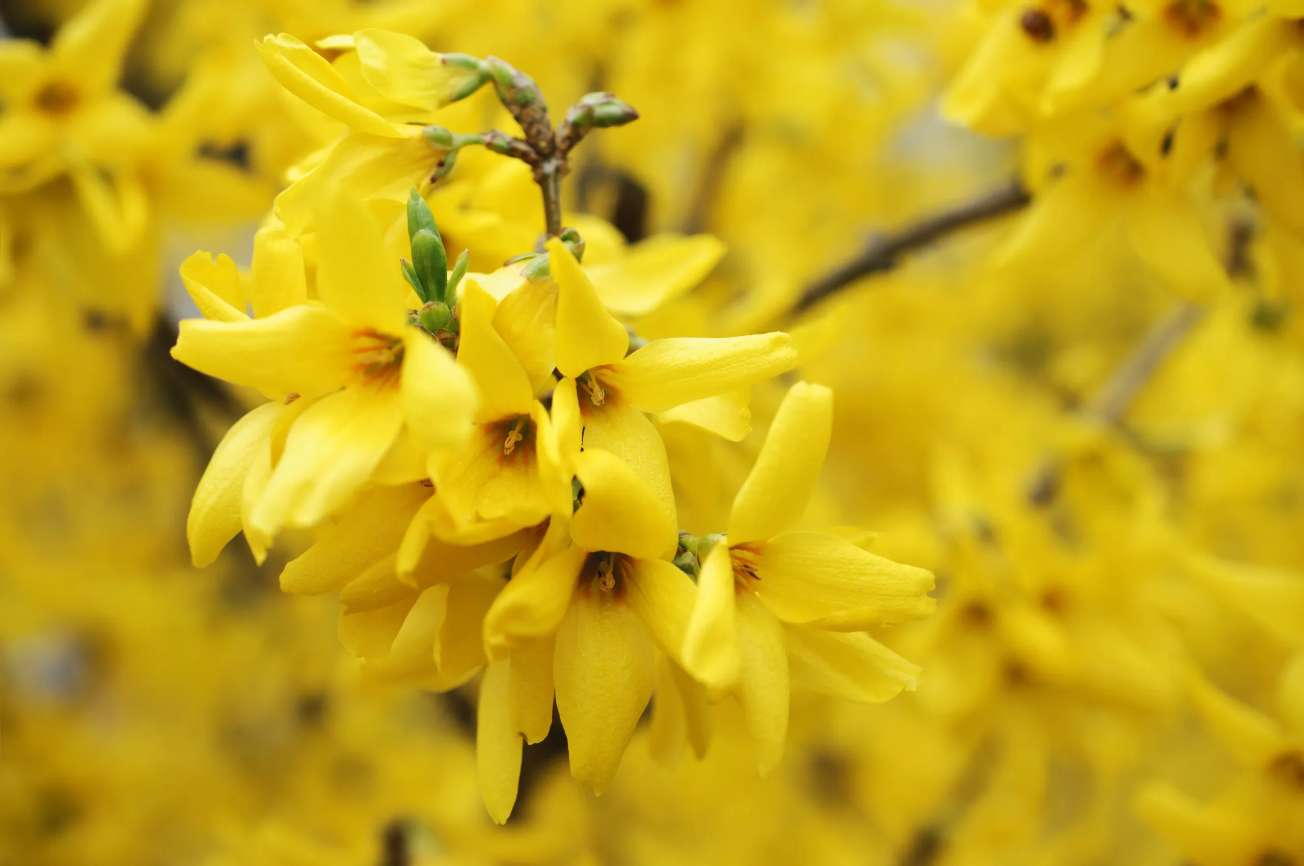 yellow_shrubs_forsythia_show_off_sugar_baby_forsythia_intermedia_nimbus_plant_by_number