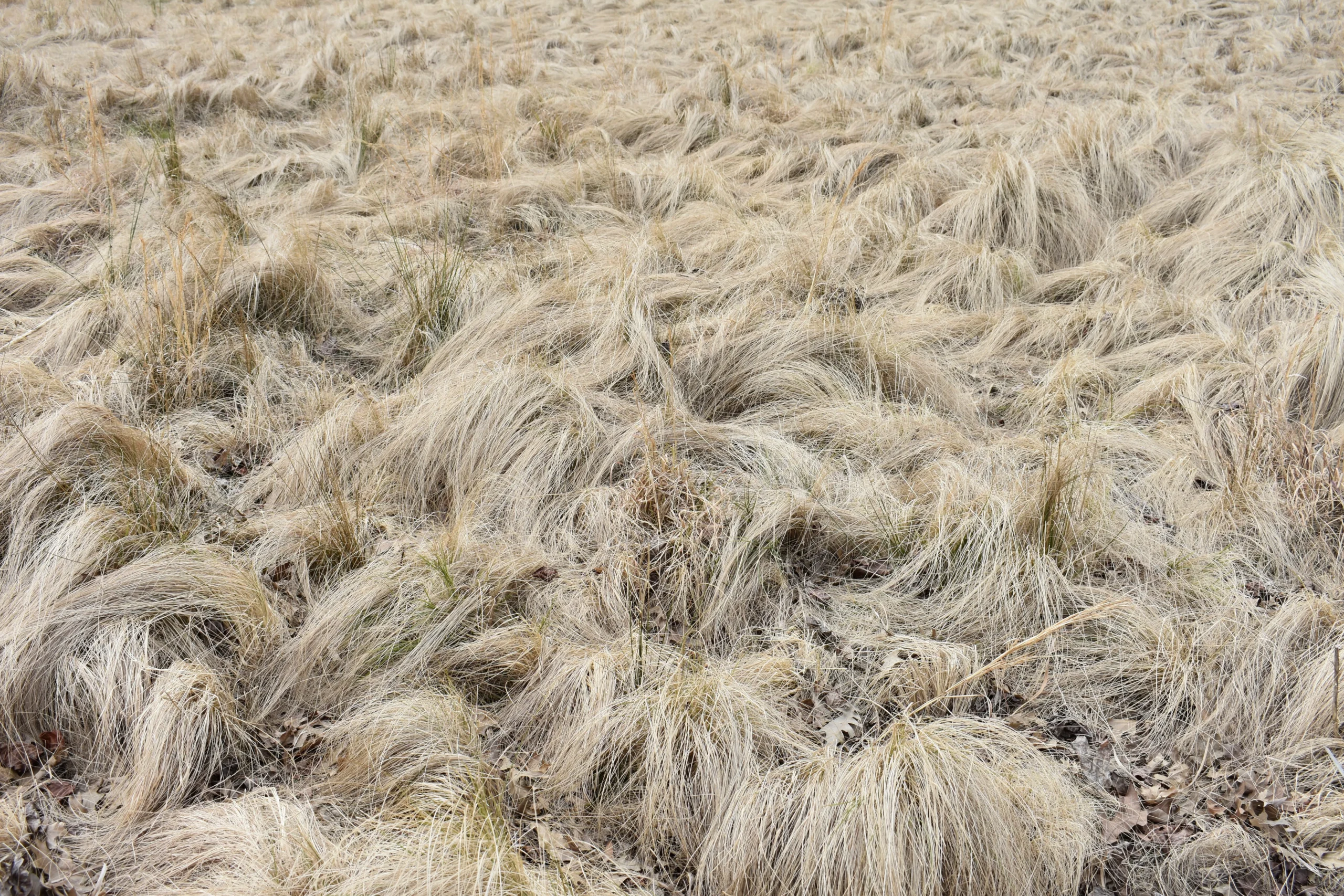 Frosted Curls New Zealand Sedge