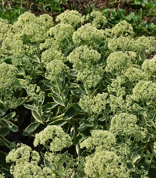pink_flowers_frosted_fire_sedum_plant_by_number