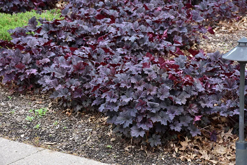 purple_flowers_frosted_violet_coral_bells_heuchera_frosted_violet_plant_by_number