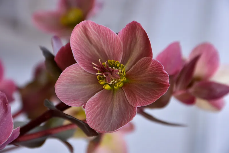 Gold Collection Merlin Lenten Rose