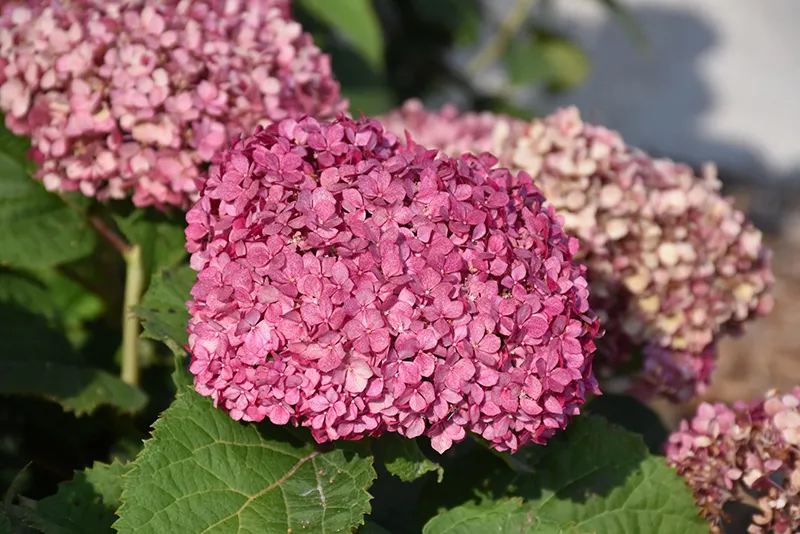 Invincibelle Mini Mauvette Smooth Hydrangea
